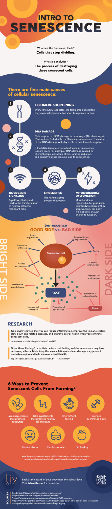 What Is Senescence? An Overview Of Senescent Cells And Biological Aging [INFOGRAPHIC]