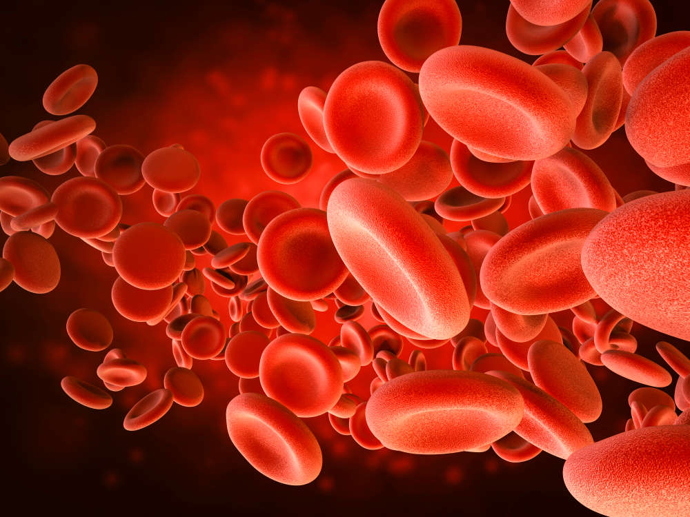 Red blood cells in vein | Discovery Of How Cells Respond To Oxygen Wins 2019 Nobel Prize In Medicine | nobel prize medicine 2019