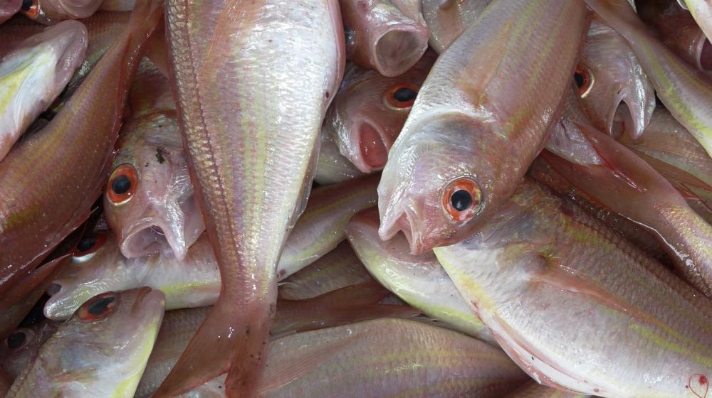 fish caught by fisherman | How Vitamins and Thyroid Medication Affect Your Body | vitamins and thyroid medication | vitamins and thyroid medication