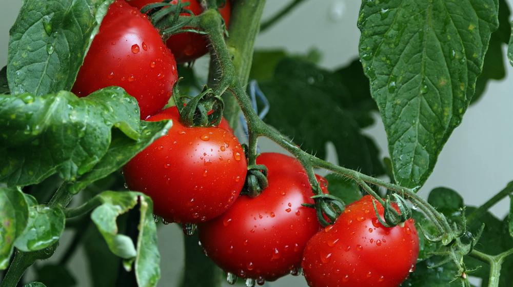 close up shot of tomatoes | Anti Aging Foods For Skin, Brain, and Gut Health | anti-aging foods | best diet for women over 50