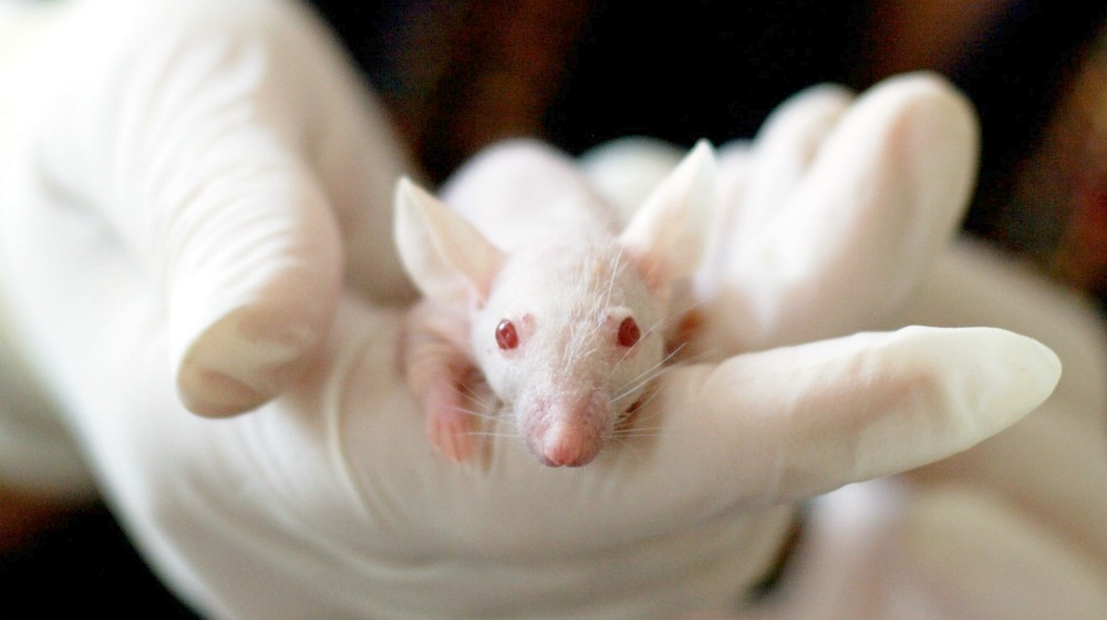 person holding a lab mice | (NEWS) Science Of Senolytics: How A Simple Pill Can Stop Aging | science of senolytics | senescent cells