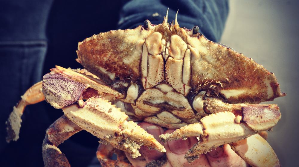 person holding a crab | Graves&rsquo; Disease Symptoms, Causes, And Treatment | graves' disease | graves' disease symptoms