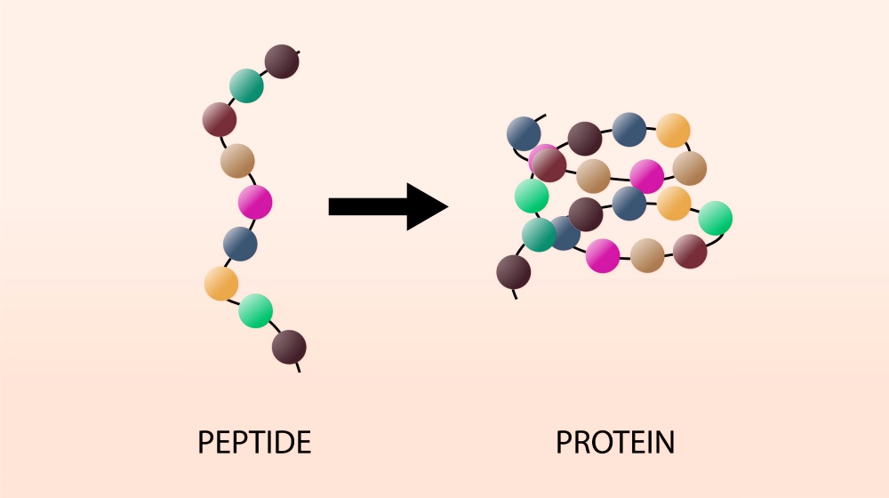 peptides and proteins illustration | The Types of Hormones: Your Endocrine System and You | types of hormones | hormones function